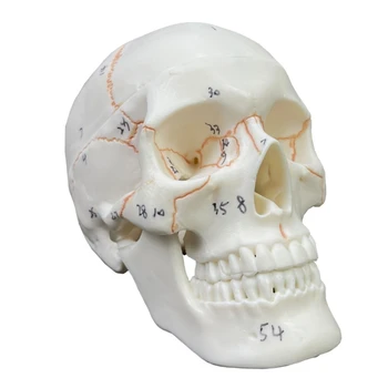 Anatomické Očíslované Lebky, Model,2 Diely,Lekárske Kvality Života Veľkosť,Odnímateľné Lebka Spp Ľudských Dospelých Lebky Anatomický Model
