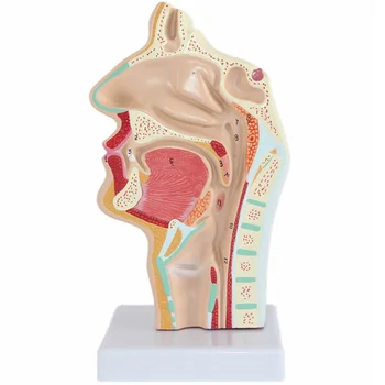 Model Nosovej Anatómie Anatomické Ľudské Hlavy, Hrdla, Nosa Lekárske Výučby Dutiny Štúdia Vedeckých Ústne Pol Hltana, Oddiel Mod