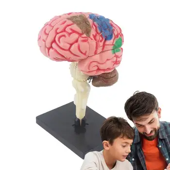 Mozog Model Pre Deti Učenie Mozgu Model Vyučovania Med Model, Farebne Označené, Identifikovať Funkcie Mozgu Anatómie Model Pre