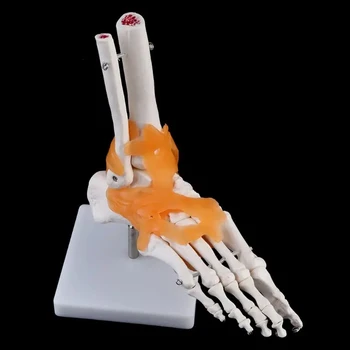 1: 1 Ľudská Kostra Ľudského Model Spoločného Anatómie Lekárskej Členok Väzu Anatomicky Výučby Učebné Zdroje Nástroj, Ruky, Nohy Nové