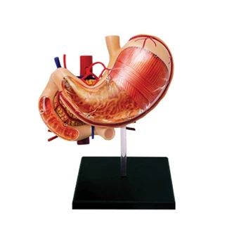 Ľudský Žalúdok & Pankreasu Anatómie Model Vymeniteľné Ľudských Orgánov Model, Školský vzdelávací Nástroj pre Lekárske Vzdelávanie Displej Dropship