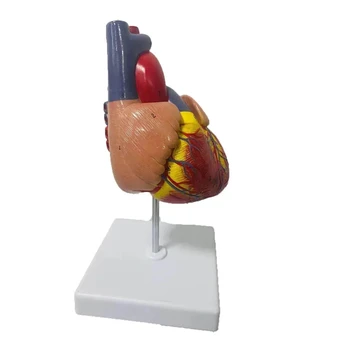 1:1 v životnej veľkosti ľudského srdca anatómie model lekárske učebné pomôcky